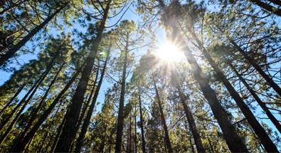 Le bois-énergie et la forêt